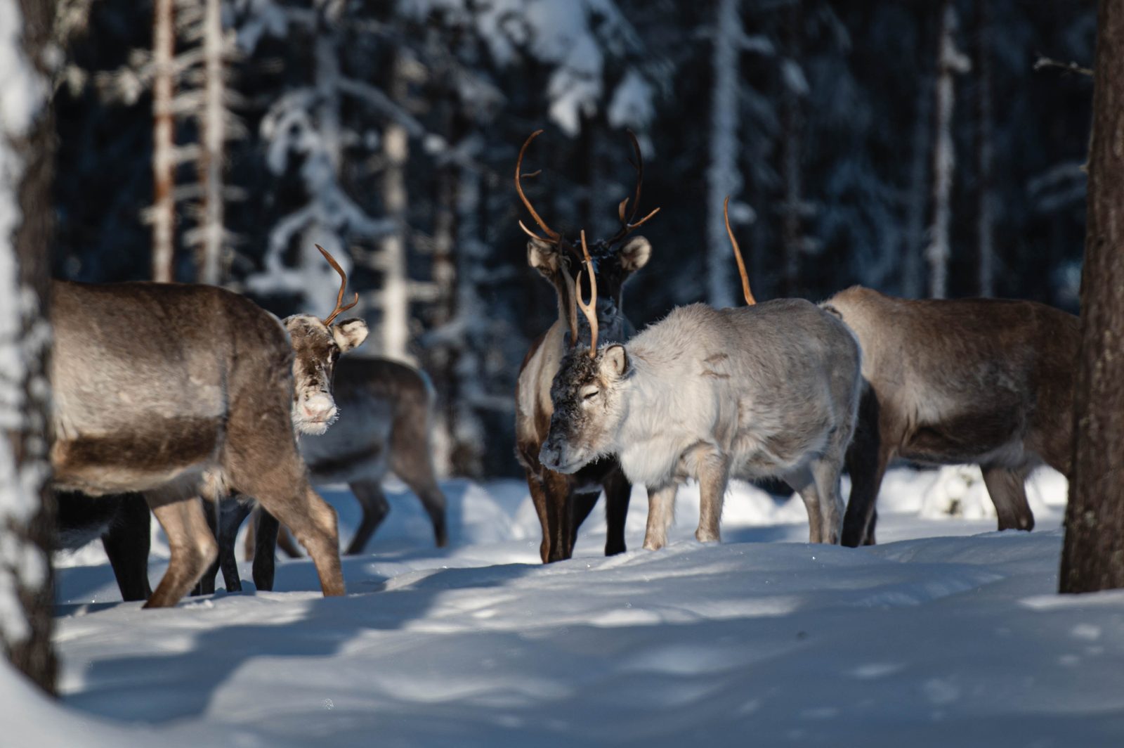 Lapland Arctic Ultra 2026: the locals, unimpressed