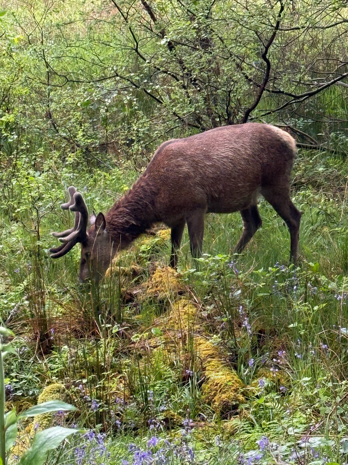 A red deer stag in the bluebells