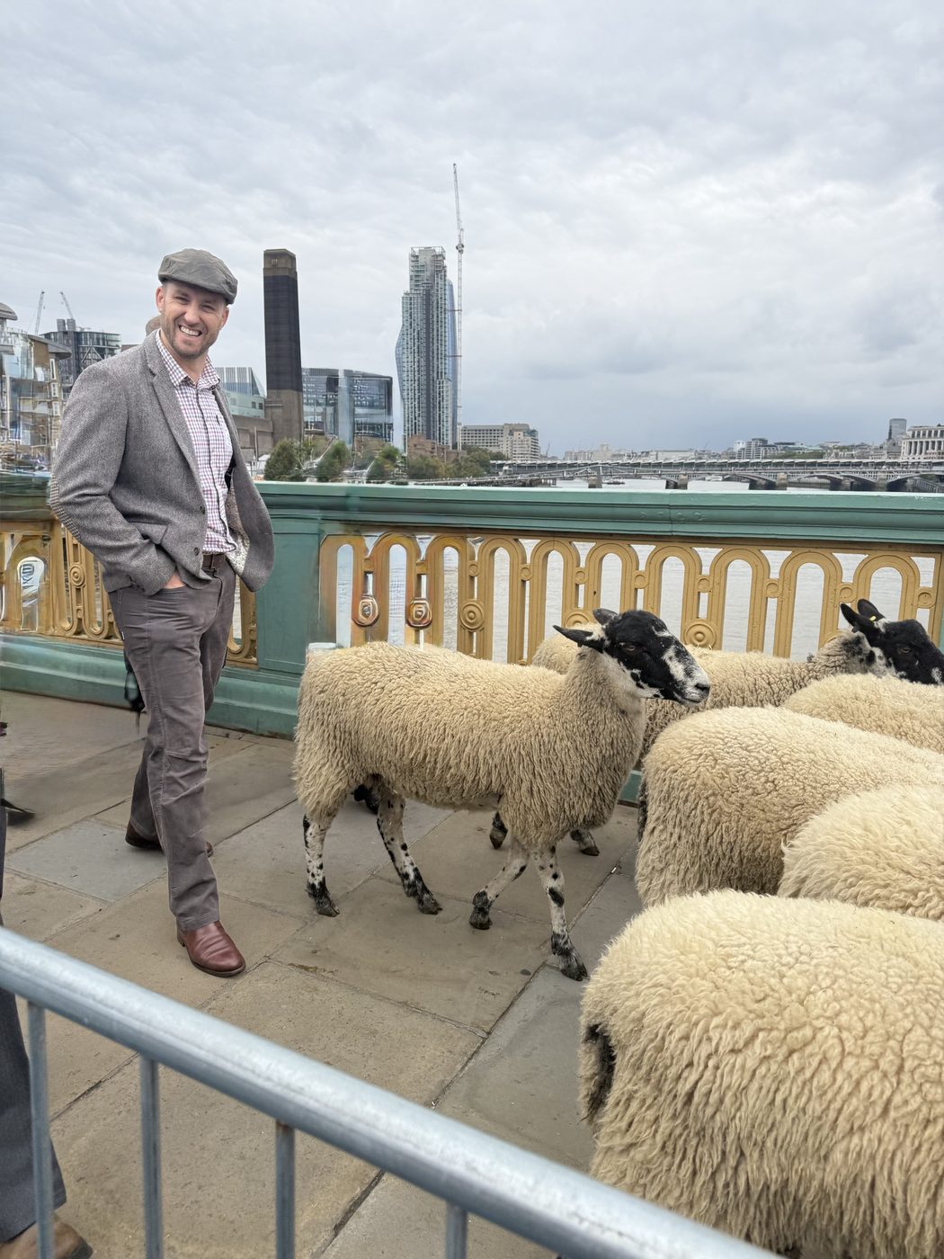 Me beside the flock at the bridge railing, with the Thames and the City behind. The sheep looked more confident than I did